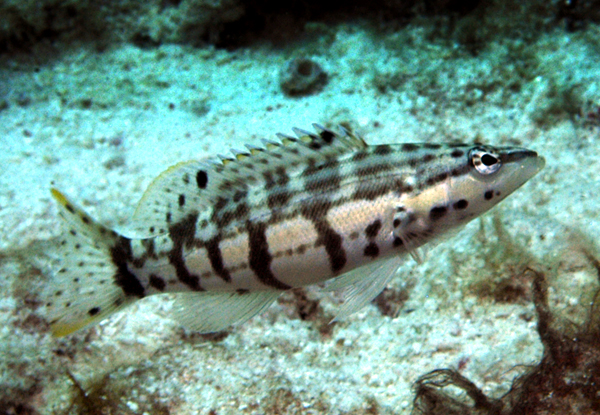 Bonaire diving photos