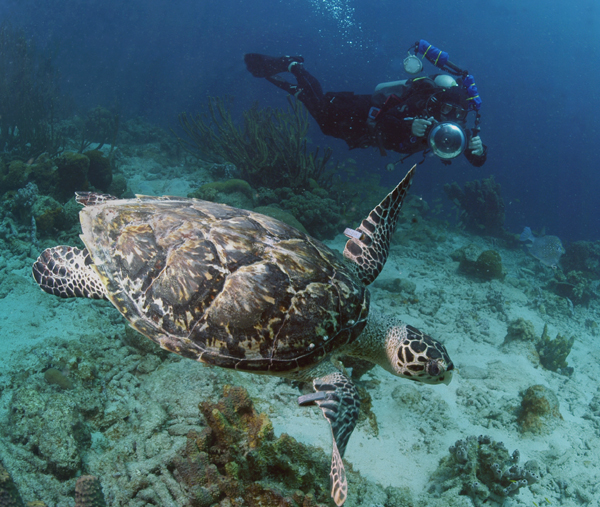 Bonaire diving photos