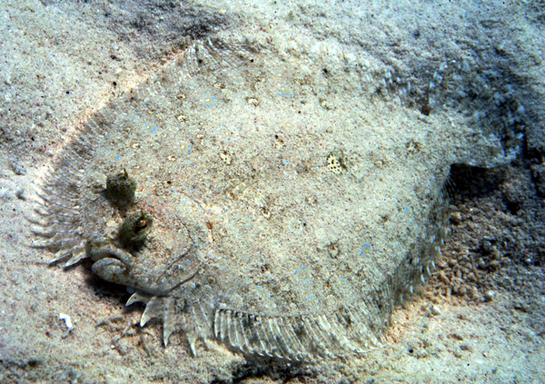 Bonaire diving photos