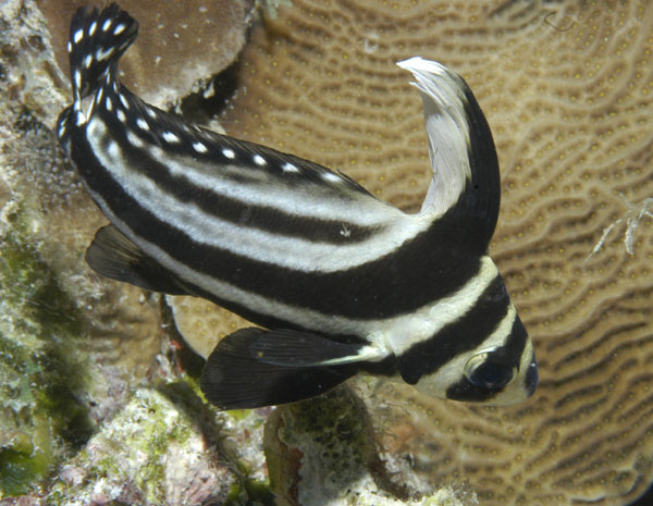 Bonaire diving photos