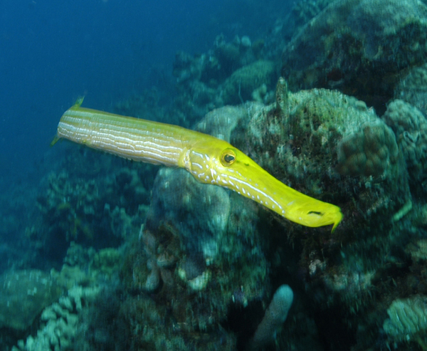 Bonaire diving photos