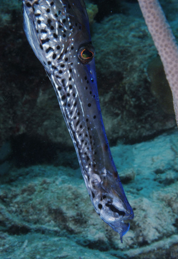 Bonaire diving photos