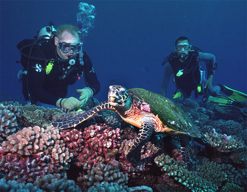 hawksbill