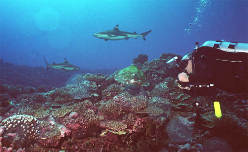 blacktips