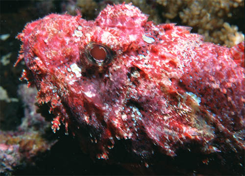 stonefish
