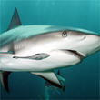 Exuma Cays