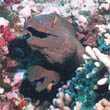 Moorea