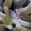Bonaire