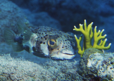  - saba_balloonfish_03_11